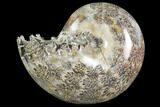 Polished, Agatized Ammonite (Phylloceras?) - Madagascar #149186-1